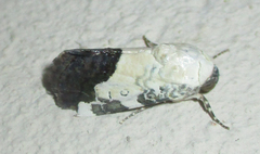 Acontia discoidea