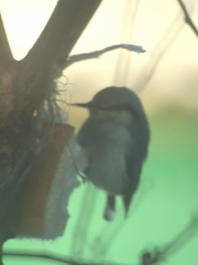 Sitta europaea asiatica