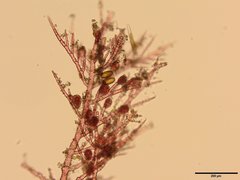 Antithamnionella floccosa