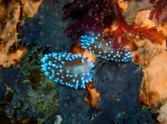 Antiopella longidentata