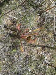 Drosera linearis