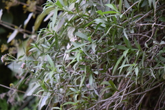 Pluchea salicifolia