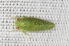 Rugosana