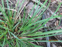 Carex willdenowii