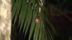 Syconycteris australis