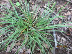 Carex willdenowii