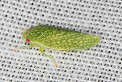 Rugosana
