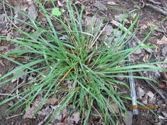 Carex willdenowii