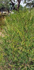 Melaleuca decussata