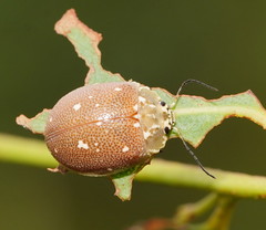Paropsis aegrota