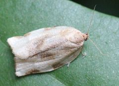 Choristoneura fractivittana