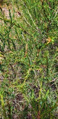 Melaleuca decussata