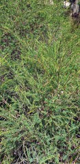 Melaleuca decussata