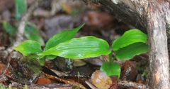 Hedychium