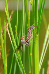 Myrmecia pulchra