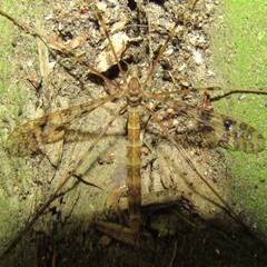 Austrolimnophila argus