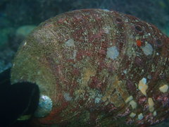 Haliotis rufescens