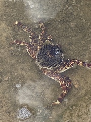 Grapsus albolineatus