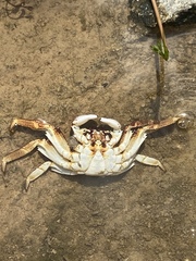 Grapsus albolineatus