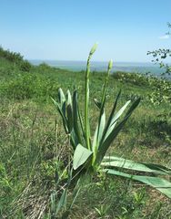 Eremurus spectabilis