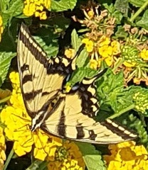 Papilio rutulus