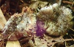 Cortinarius austrovaginatus
