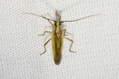 Autumnimiris koebeli