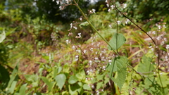 Isodon lophanthoides