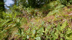 Isodon lophanthoides