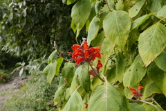 Colquhounia coccinea