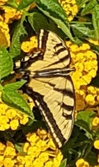 Papilio rutulus