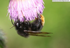 Bombus coreanus