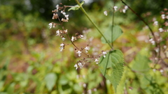 Isodon lophanthoides