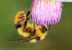 Bombus ignitus