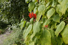 Colquhounia coccinea