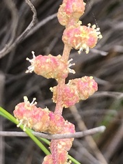 Atriplex paludosa paludosa