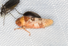 Dragonana dracontea