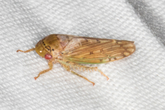 Marganana suilla
