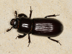 Aulacocyclus edentulus