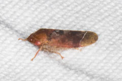 Dragonana dracontea