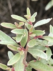 Atriplex paludosa paludosa