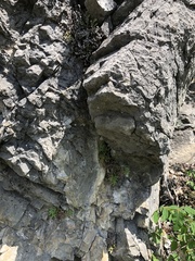 Pellaea glabella