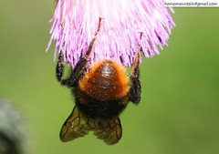 Bombus coreanus