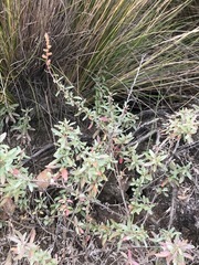 Atriplex paludosa paludosa