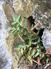 Pellaea glabella