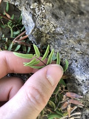 Pellaea glabella