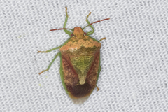 Banasa subcarnea