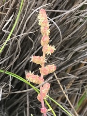 Atriplex paludosa paludosa