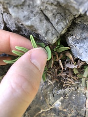Pellaea glabella