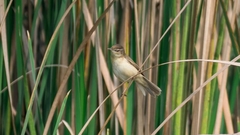 Acrocephalus agricola